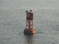 Bird-Buoy